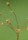 Einzelbild 4 Gelbliche Hainsimse - Luzula luzulina