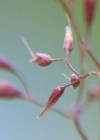 Einzelbild 2 Felsen-Straussgras - Agrostis rupestris