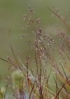 Einzelbild 3 Felsen-Straussgras - Agrostis rupestris