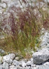 Einzelbild 1 Felsen-Straussgras - Agrostis rupestris