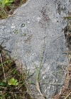 Einzelbild 4 Felsen-Straussgras - Agrostis rupestris