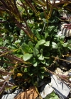 Einzelbild 3 Zwerg-Gänsekresse - Arabis bellidifolia