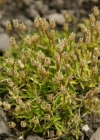 Einzelbild 4 Alpen-Mastkraut - Sagina saginoides