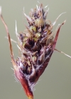 Einzelbild 3 Gewöhnliche Ährige Hainsimse - Luzula spicata subsp. spicata