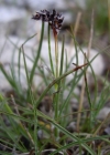 Einzelbild 1 Gewöhnliche Ährige Hainsimse - Luzula spicata subsp. spicata