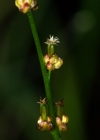 Einzelbild 1 Sumpf-Dreizack - Triglochin palustris
