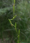 Einzelbild 2 Sumpf-Dreizack - Triglochin palustris