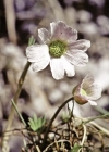 Einzelbild 3 Rautenblättrige Schmuckblume - Callianthemum coriandrifolium