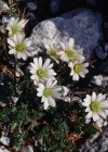 Einzelbild 4 Rautenblättrige Schmuckblume - Callianthemum coriandrifolium