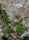 Einzelbild 4 Blassblütiger Storchschnabel - Geranium rivulare