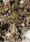 Einzelbild 2 Zweiblütige Miere - Minuartia biflora