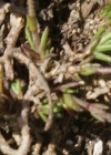 Einzelbild 3 Zweiblütige Miere - Minuartia biflora