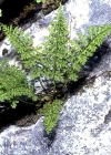 Einzelbild 4 Alpen-Blasenfarn - Cystopteris alpina