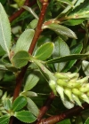 Einzelbild 2 Stink-Weide - Salix foetida