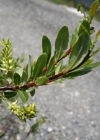 Einzelbild 5 Stink-Weide - Salix foetida