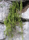 Einzelbild 5 Wald-Bärlapp - Lycopodium annotinum