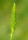 Einzelbild 6 Dorniger Moosfarn - Selaginella selaginoides