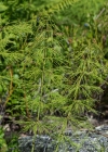 Einzelbild 7 Wald-Schachtelhalm - Equisetum sylvaticum