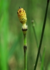 Einzelbild 5 Bunter Schachtelhalm - Equisetum variegatum