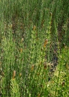 Einzelbild 6 Sumpf-Schachtelhalm - Equisetum palustre
