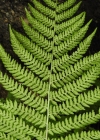 Einzelbild 5 Wald-Frauenfarn - Athyrium filix-femina
