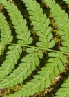 Einzelbild 6 Wald-Frauenfarn - Athyrium filix-femina