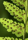 Einzelbild 5 Eichenfarn - Gymnocarpium dryopteris