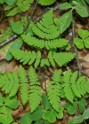 Einzelbild 7 Eichenfarn - Gymnocarpium dryopteris