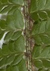 Einzelbild 7 Gelappter Schildfarn - Polystichum aculeatum