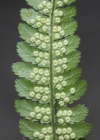Einzelbild 5 Echter Wurmfarn - Dryopteris filix-mas