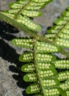 Einzelbild 7 Echter Wurmfarn - Dryopteris filix-mas