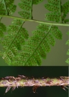 Einzelbild 4 Breiter Wurmfarn - Dryopteris dilatata