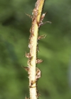 Einzelbild 5 Breiter Wurmfarn - Dryopteris dilatata
