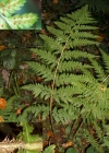 Einzelbild 8 Breiter Wurmfarn - Dryopteris dilatata