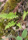Einzelbild 5 Gemeiner Tüpfelfarn - Polypodium vulgare