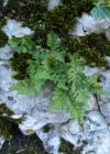Einzelbild 6 Gemeiner Tüpfelfarn - Polypodium vulgare