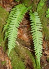 Einzelbild 1 Gemeiner Tüpfelfarn - Polypodium vulgare