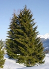 Einzelbild 1 Fichte - Picea abies