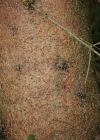 Einzelbild 7 Fichte - Picea abies