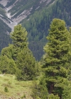 Einzelbild 1 Arve - Pinus cembra