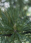Einzelbild 7 Arve - Pinus cembra