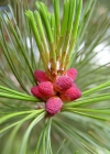 Einzelbild 8 Arve - Pinus cembra