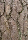 Einzelbild 5 Wald-Föhre - Pinus sylvestris