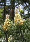 Einzelbild 6 Wald-Föhre - Pinus sylvestris
