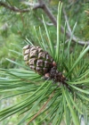 Einzelbild 4 Leg-Föhre - Pinus mugo Turra subsp. mugo