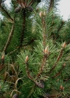 Einzelbild 6 Leg-Föhre - Pinus mugo Turra subsp. mugo