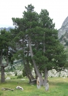 Einzelbild 4 Aufrechte Berg-Föhre - Pinus mugo subsp. uncinata