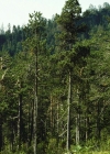 Einzelbild 5 Aufrechte Berg-Föhre - Pinus mugo subsp. uncinata