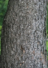 Einzelbild 6 Aufrechte Berg-Föhre - Pinus mugo subsp. uncinata