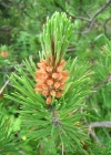 Einzelbild 7 Aufrechte Berg-Föhre - Pinus mugo subsp. uncinata